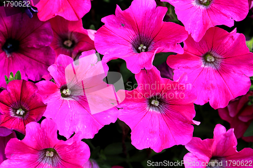 Image of Bright Pink Petunia Flowers