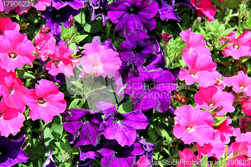 Image of Background of Colorful Petunia Flowers