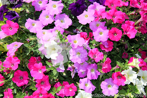 Image of Background of Colorful Petunia Flowers