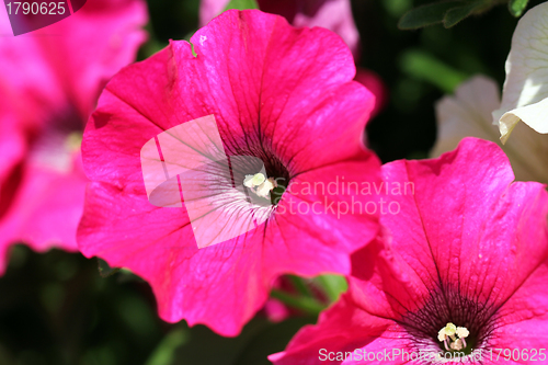 Image of Pink Petunia Flower
