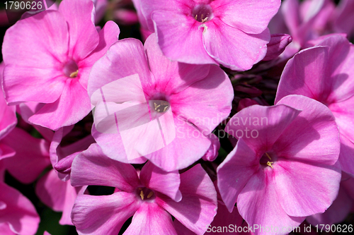 Image of Pink Flowers of Phlox paniculata