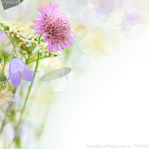 Image of Summer blossom - background with flowers