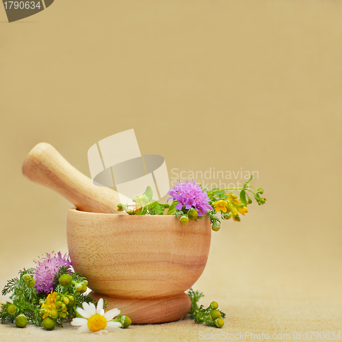 Image of Herbal medicine or treatment background with camomile and tutsan