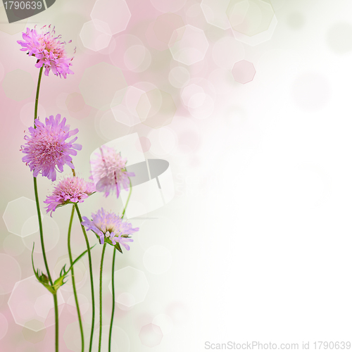 Image of Spring blossom background - beautiful blurred border with flower
