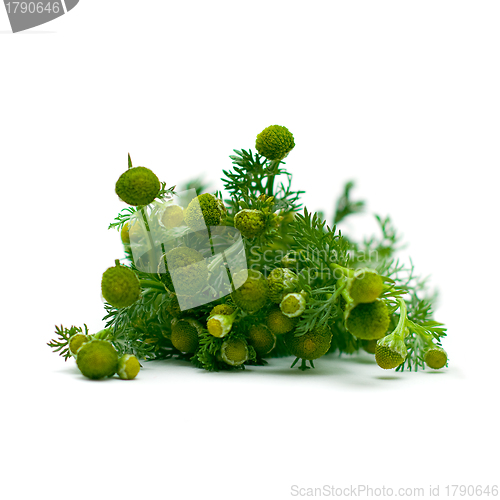 Image of Chamomile, herbal medicine - medicinal herbs on white, series