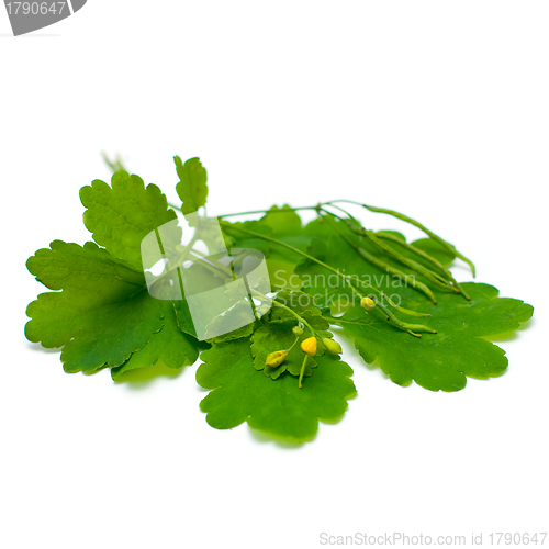 Image of Celandine (Chelidonium majus), herbal medicine - medicinal herbs