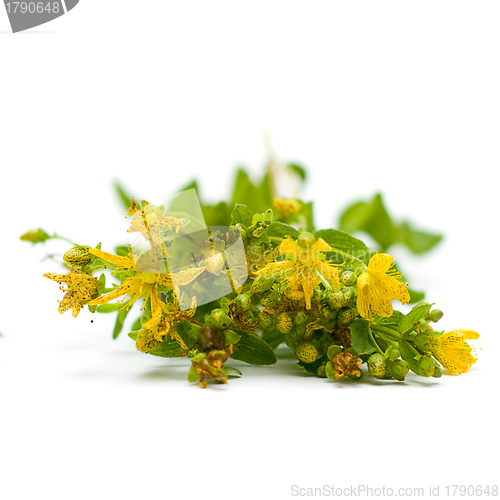 Image of Tutsan (Saint-John's-wort), herbal medicine - medicinal herbs on