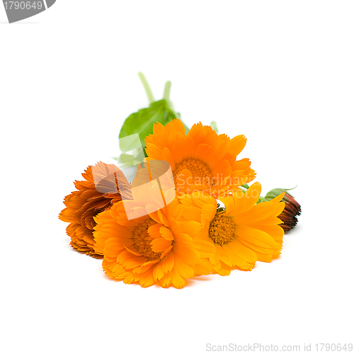 Image of Calendula, herbal medicine - medicinal herbs on white, series