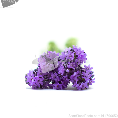 Image of Lavender, herbal medicine - medicinal herbs on white, series