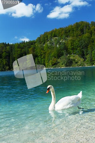 Image of Alps lake and white swan