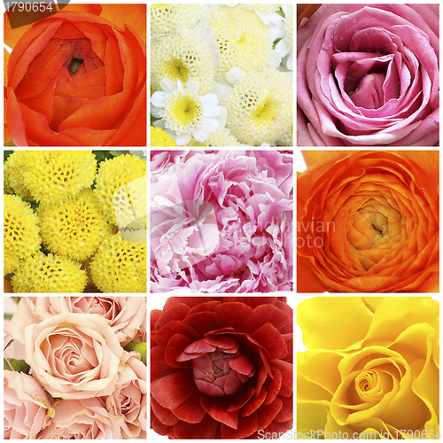 Image of Flowers collage - red rose, pink peony, orange buttercup