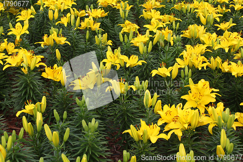 Image of Beautiful yellow lily
