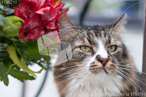 Image of Striped cat and bouquet