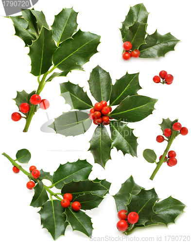 Image of Christmas holly set - green leaf, red berry and twig