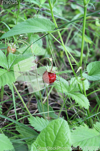 Image of Wild strawberry