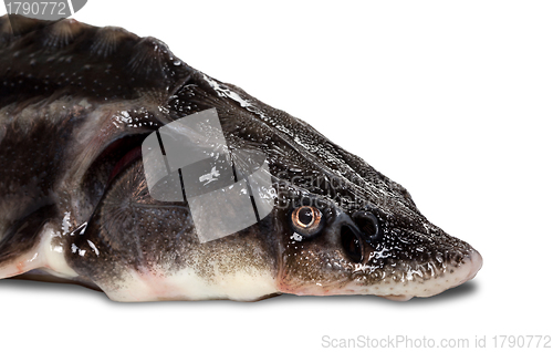 Image of Sterlet fish head on white background