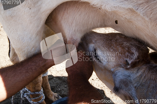 Image of the farmer and the calf