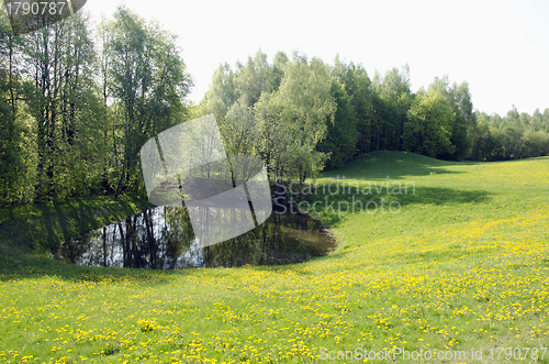 Image of Pond near meadow sow thistle flowers and forest 