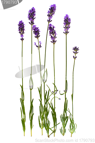 Image of Lavender stem isolated on white background