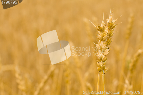 Image of Wheat ears - Golden field, background