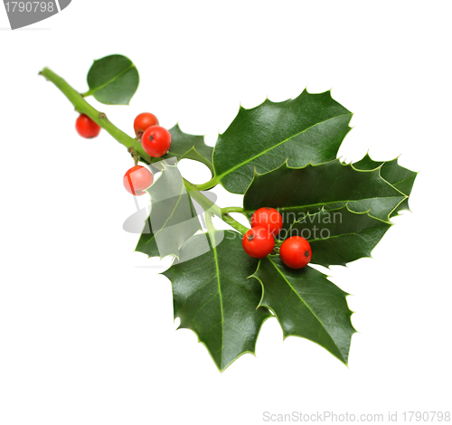 Image of Green Christmas holly isolated