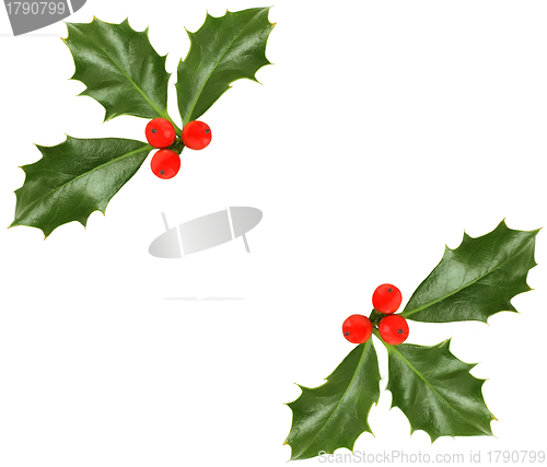 Image of Christmas holly isolated - design element