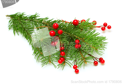 Image of Christmas green branch with red berry isolated