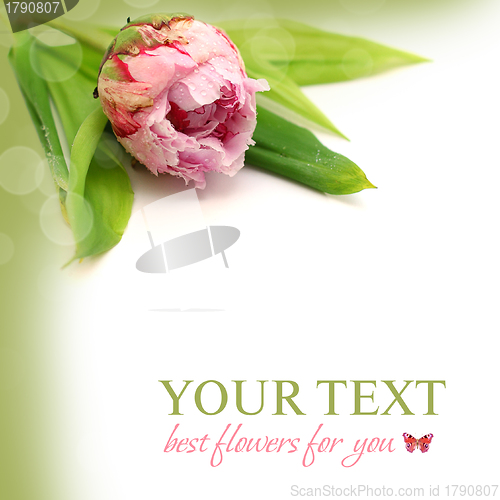Image of Floral background with peony flower and copyspace - spring or su