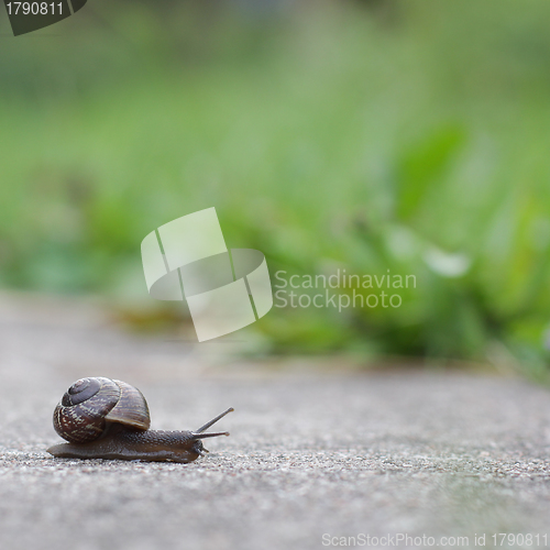 Image of Snail on green foliage background