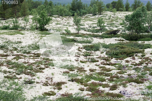 Image of Reindeer moss