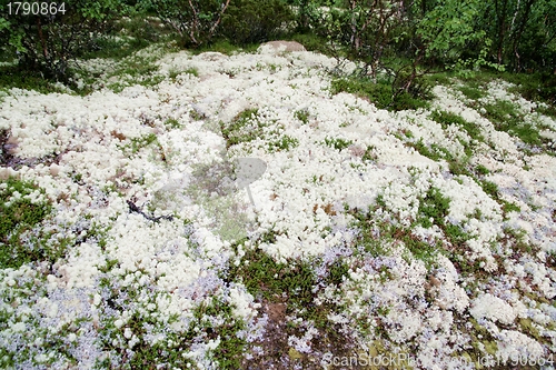 Image of Reindeer moss