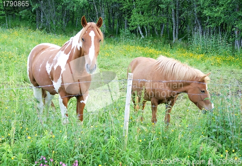 Image of Gracing horses