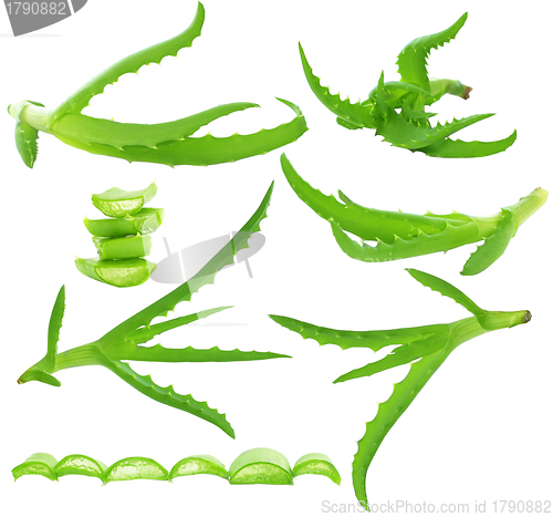 Image of Aloe Vera isolated - Green leaf  on white, set