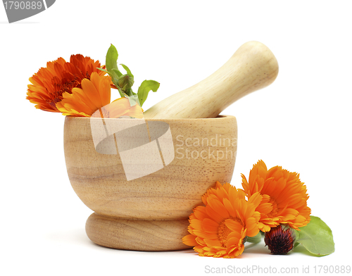 Image of Alternative medicine and herbal treatment - Calendula flowers
