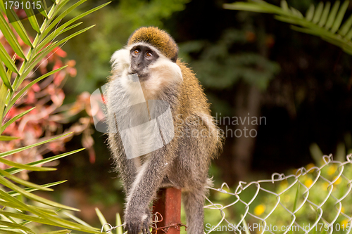 Image of Small monkey looking up