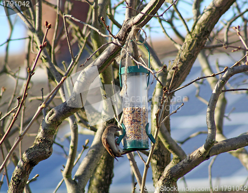 Image of Female House Sparrow  bird eating from bird feeder