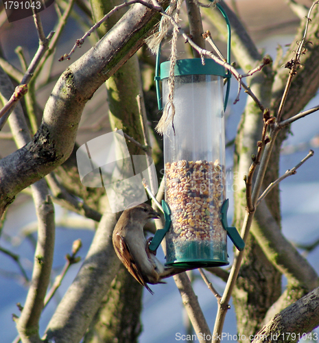 Image of Female House Sparrow  bird eating from bird feeder