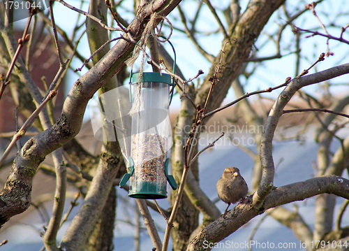 Image of Female House Sparrow  bird eating from bird feeder