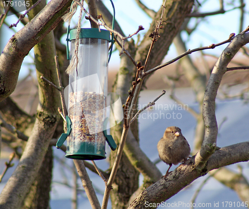 Image of Female House Sparrow  bird eating from bird feeder