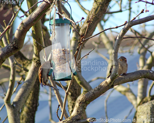 Image of Female House Sparrow  bird eating from bird feeder