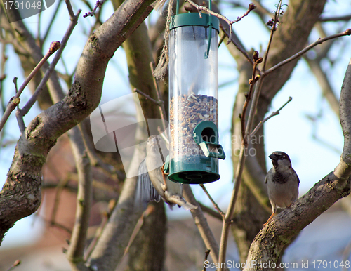 Image of Female House Sparrow  bird eating from bird feeder