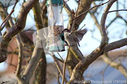 Image of Female House Sparrow  bird eating from bird feeder