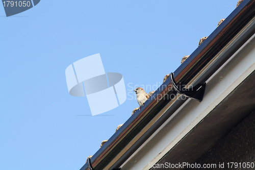 Image of Female House Sparrow  bird eating from bird feeder