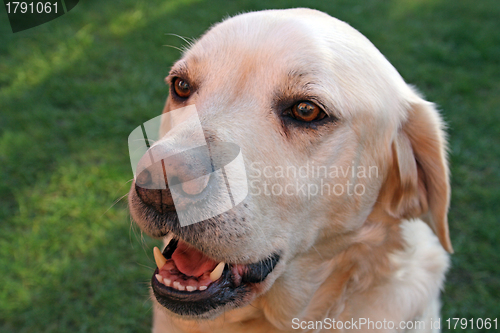 Image of labrador dog in the garden