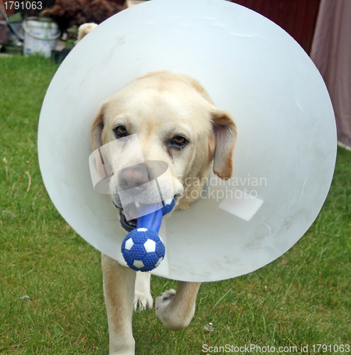 Image of ill labrador dog in the garden wearing a protective cone