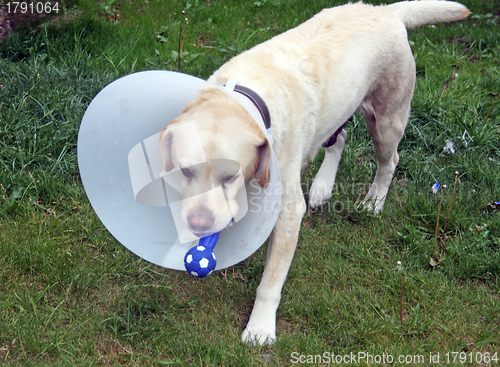 Image of ill labrador dog in the garden wearing a protective cone