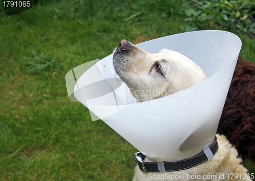 Image of ill labrador dog in the garden wearing a protective cone