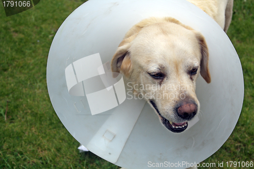 Image of ill labrador dog in the garden wearing a protective cone