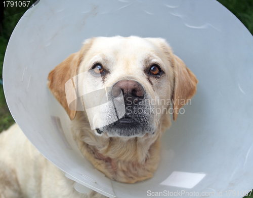 Image of ill labrador dog in the garden wearing a protective cone