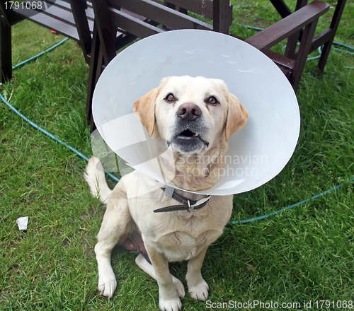 Image of ill labrador dog in the garden wearing a protective cone